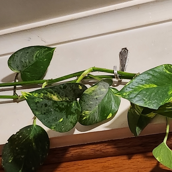 Set 3 Hooks (randomly chosen styles) - Picture 3 of 5